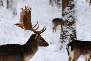Beginner Guide to Hunting in Winter
